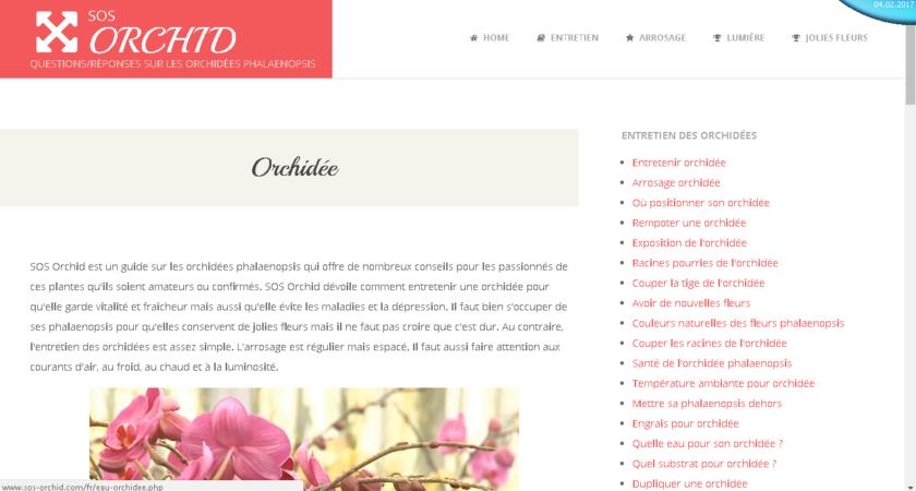 Mieux connaître les orchidées phalaenopsis avec SOS Orchid