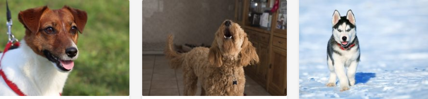 Pepetshow : pour savoir vous occuper du pelage de votre chien
